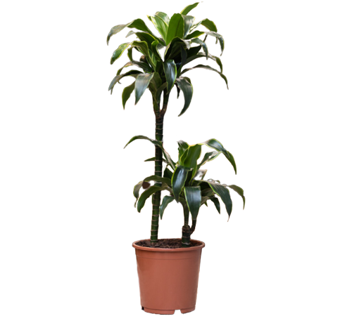 CANES  AND  CUTTINGS