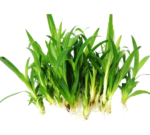 TISSUE CULTURE PLANTS