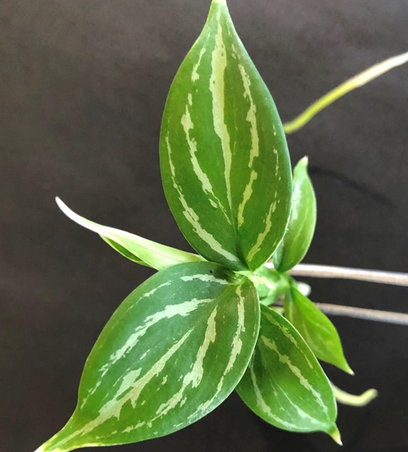 PLANT TISSUE CULTURE IN CALIFORNIA