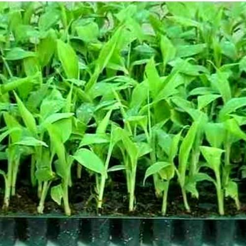 TCPlants_New-1000x1000