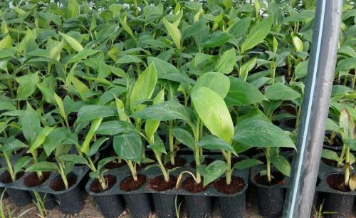 national-tissue-culture-indira-nagar-lucknow-banana-tissue-culture-plant-dealers-zju4dyumes