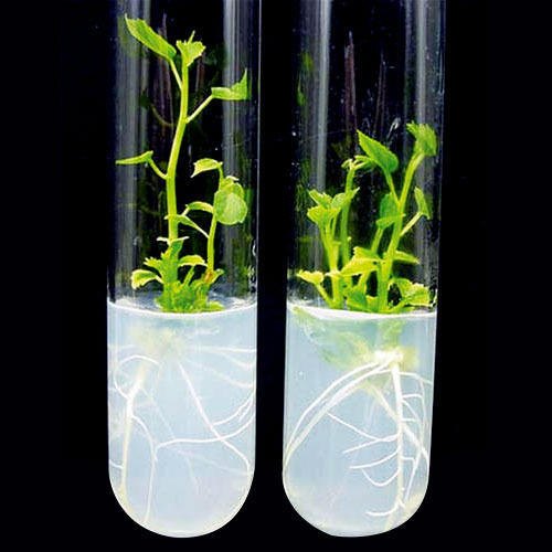 plant-tissue-culture-500x500