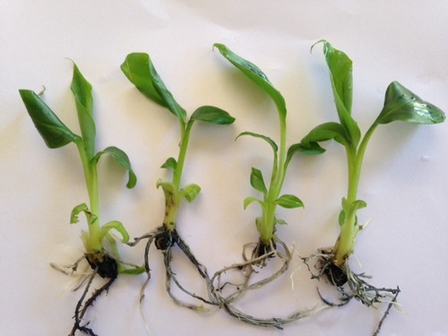 tissue-culture-banana-ex-agar-plants-500x500