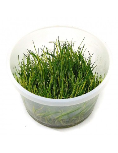 tissue-culture-plants